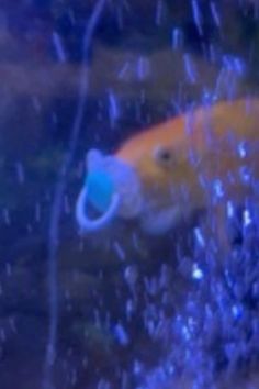 an orange fish with a blue object in it's mouth