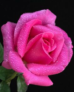 a pink rose with water droplets on it