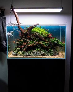 an aquarium with rocks and plants in it