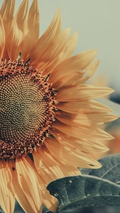 a large sunflower is blooming in the field