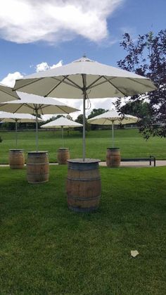 several wine barrels under umbrellas in the grass