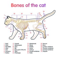 the bones of the cat are labeled in this diagram, and it's important to understand