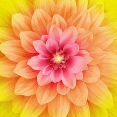 an orange and yellow flower with pink center on it's petals, viewed from above