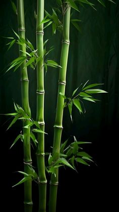 a tall bamboo tree with green leaves on it's stems in front of a dark background