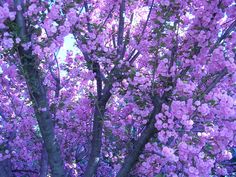 purple flowers are blooming on the tree