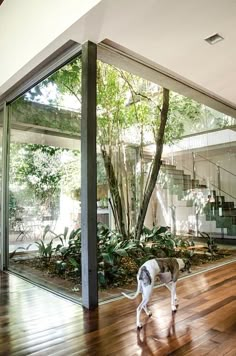 a dog standing on top of a wooden floor in front of a glass wall and stairs