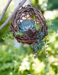 a hanging planter with succulents and greenery in the shape of a bird's nest