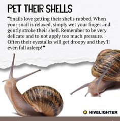 there are two snails that are next to each other on a piece of paper with the caption pet their shells