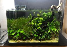 an aquarium filled with plants and water