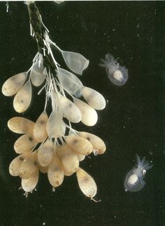 an image of seaweed and jellyfish in the dark water with algae on it