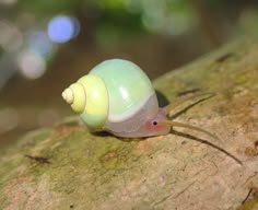 a close up of a snail on a tree branch