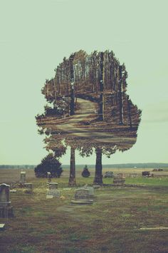 an old cemetery with trees in the middle