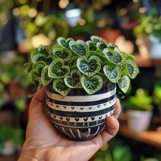 a hand holding a potted plant with green leaves