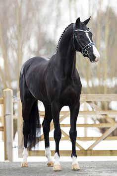 a black horse standing in front of a wooden fence with snow on the ground behind it