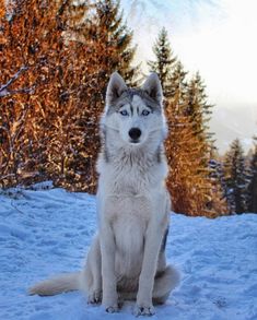 a husky dog sitting in the snow with trees behind him and blue eyes on his face