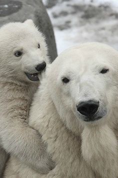 two polar bears sitting next to each other