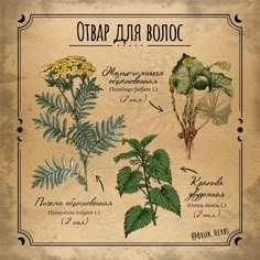 an old book with different plants and flowers