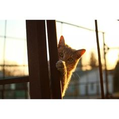 an orange cat peeking out from behind a fence with its paw on the gate post