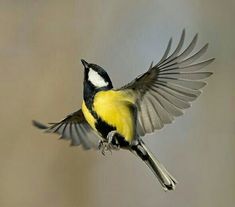 a yellow and black bird is flying in the air with it's wings spread