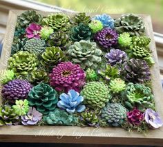 an arrangement of succulents in a wooden box