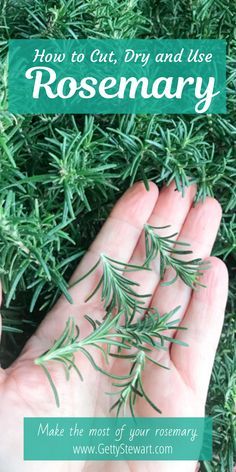 How To Freeze Fresh Rosemary, Rosemary Herb Uses, When To Plant Rosemary, Harvest Rosemary How To, How To Preserve Herbs From The Garden, Things To Make With Fresh Rosemary, How To Harvest Peppermint, How To Cut Herbs From Plant, How To Trim Rosemary Plant