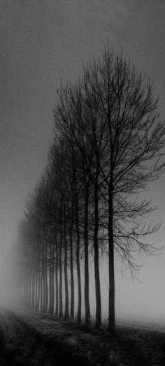 black and white photograph of trees in fog