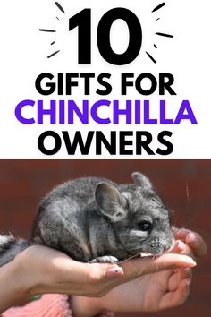 a person holding a hamster in their hands with the words 10 gifts for chinella owners