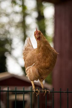 a brown chicken standing on top of a green fence