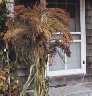 a tall plant sitting in front of a house