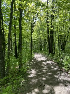 a dirt road in the middle of a forest with lots of trees on both sides