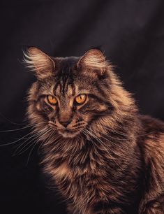 #cat #cats #animal #catlovers #cutecat #kitty #kitten #kittenface #lovelykitty #cutecat #funnycat #animal #wildanimal Tigerclaw Warrior Cats, Cat Refrance, Cat Reference Photo, Cat Photography Aesthetic, The Wild One, Wcue Morph, Warrior Cat Oc