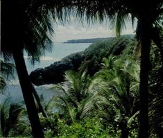 palm trees and water in the distance