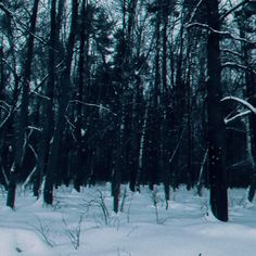 a snow covered forest filled with lots of trees