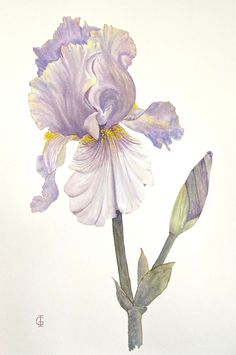 "So light and grace, so tender and unique, it's about iris flower, how I see and feel it. In the language of flowers, the iris flower generally symbolizes eloquence, hope, wisdom, communication, and faith. \"Valse sentimentale\"  (yes, yes, Mr. Tchaikovsky) Watercolor on artists paper 29,7x42cm, unframed" Iris Watercolor, Purple Iris Flowers, Iris Art, Iris Painting, Gladioli, Blue Iris, Image Nature, Iris Flower, Art Watercolor Painting