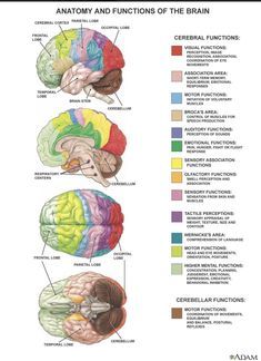 the anatomy and functions of the brain, including the cerebratoryal functions