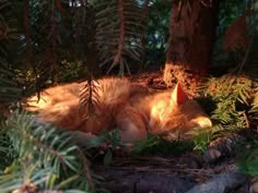 an orange cat laying in the shade under a tree