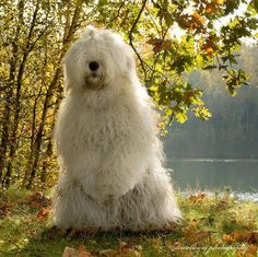 a shaggy white dog sitting on top of a lush green field next to a forest