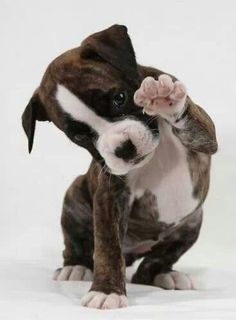 a small brown and white dog standing on its hind legs