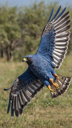 a blue bird with yellow feet is flying in the air over some grass and trees