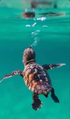 a turtle swimming in the ocean with it's head above the water and back to the camera