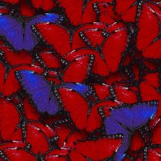 many red and blue butterflies are flying together