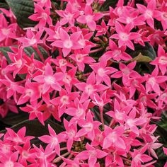 pink flowers with green leaves in the background