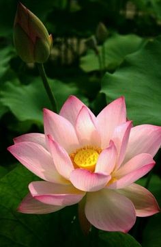 a pink lotus flower with green leaves in the foreground and water lilies in the background