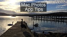 some birds are standing on a dock by the water and one is looking at the camera