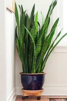 a large potted plant sitting on top of a wooden floor next to a window