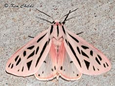 a pink and black moth sitting on the ground