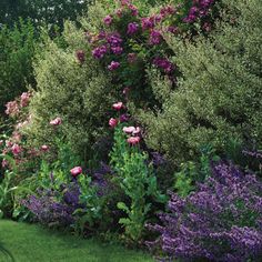 the garden is full of flowers and plants with purple blooms in bloom, along with green grass