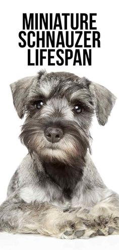 a dog is sitting down with the words miniature schnauzer life span above it