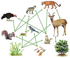 an animal life cycle is shown with different animals and plants on it's sides