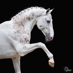 a white horse with brown spots on it's face and legs, standing in front of a black background